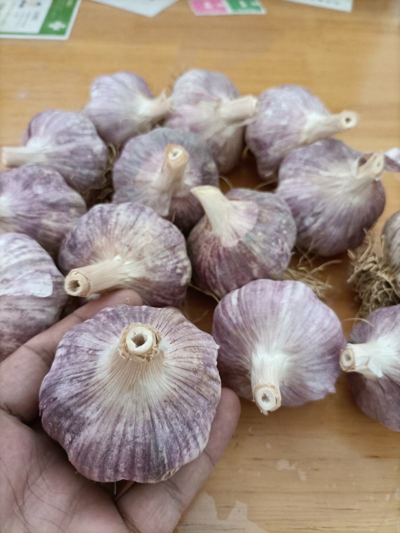 邳州精品杂交蒜芯邳州精品杂交蒜邳州精品杂交蒜芯