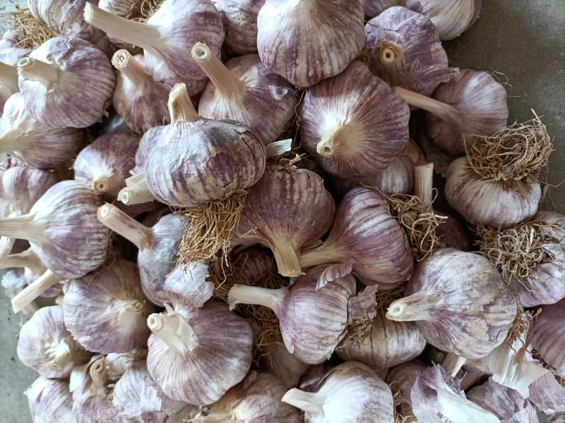 邳州精品杂交蒜芯邳州精品杂交蒜邳州精品杂交蒜芯