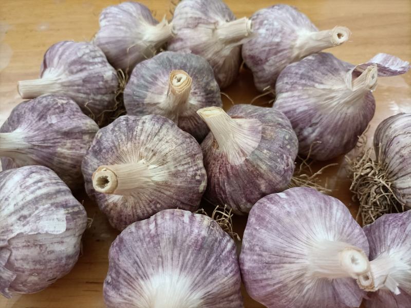 邳州精品杂交蒜芯邳州精品杂交蒜邳州精品杂交蒜芯