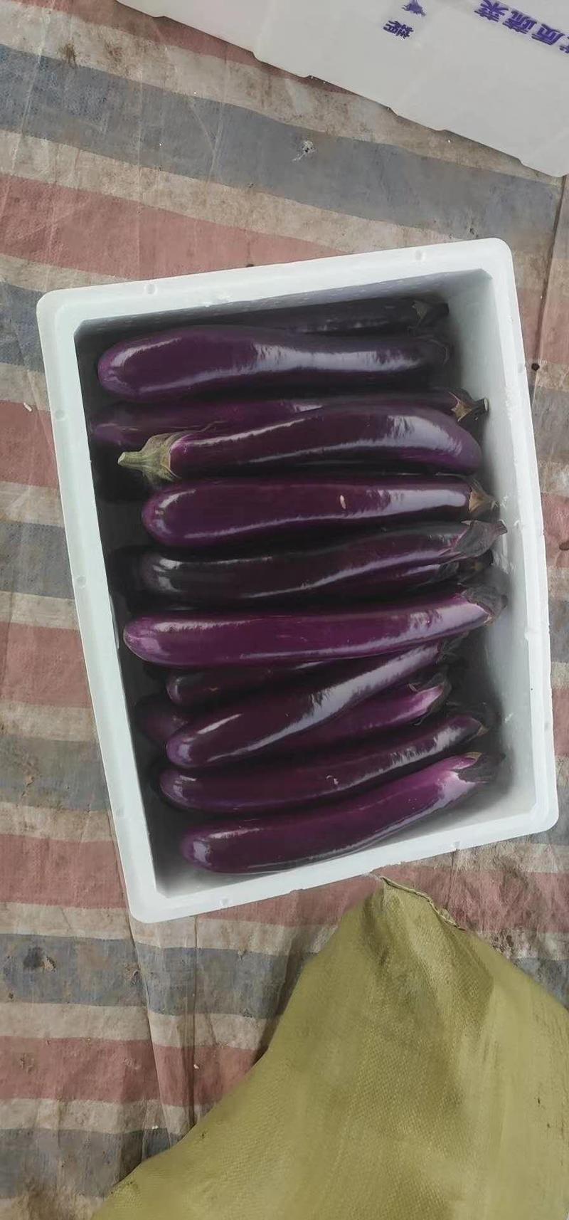 【精品】紫光长茄茄子长茄广茄产地价优诚信