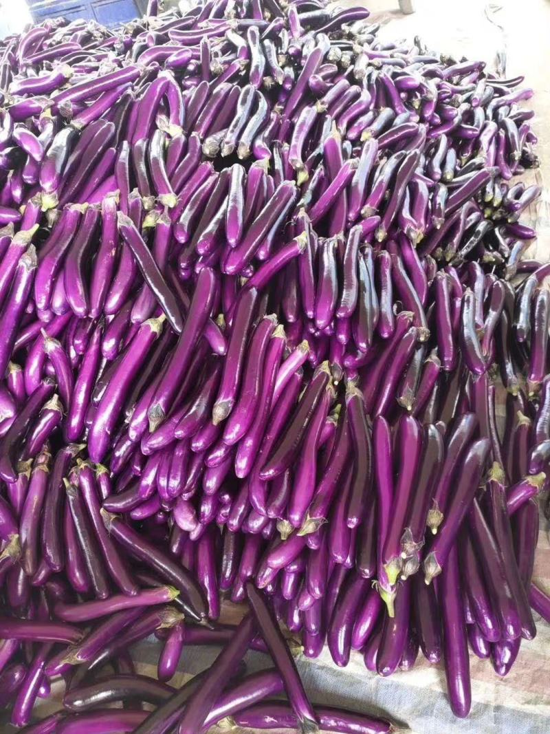【精品】紫光长茄茄子长茄广茄产地价优诚信