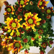 优质荷兰菊烟花菊基地直供季节性供应常年性供应经营多种盆花