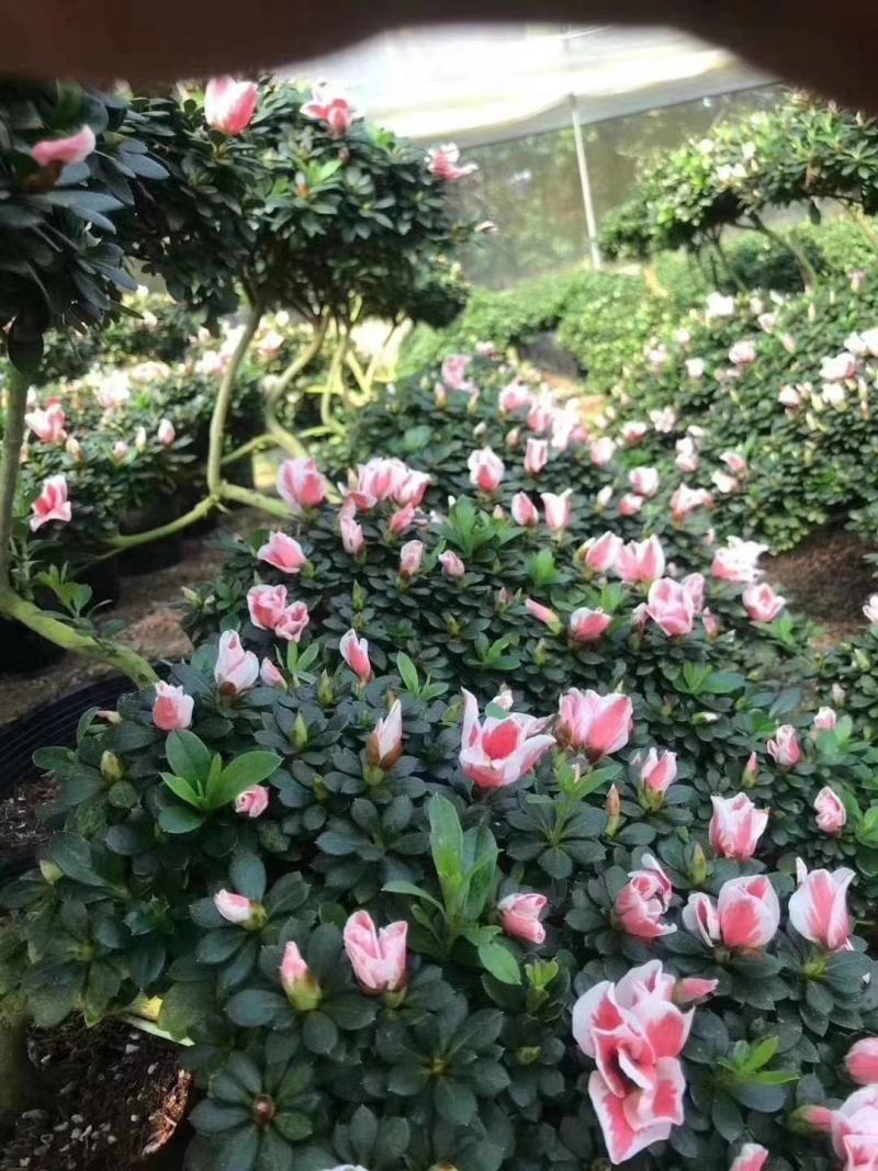 百合招财进宝杜鹃杜花鹃杜鹃花带花苞盆栽阳台植