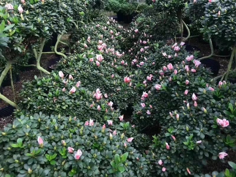 百合招财进宝杜鹃杜花鹃杜鹃花带花苞盆栽阳台植