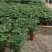 幸福树基地直供季节性供应常年性供应经营多种盆花