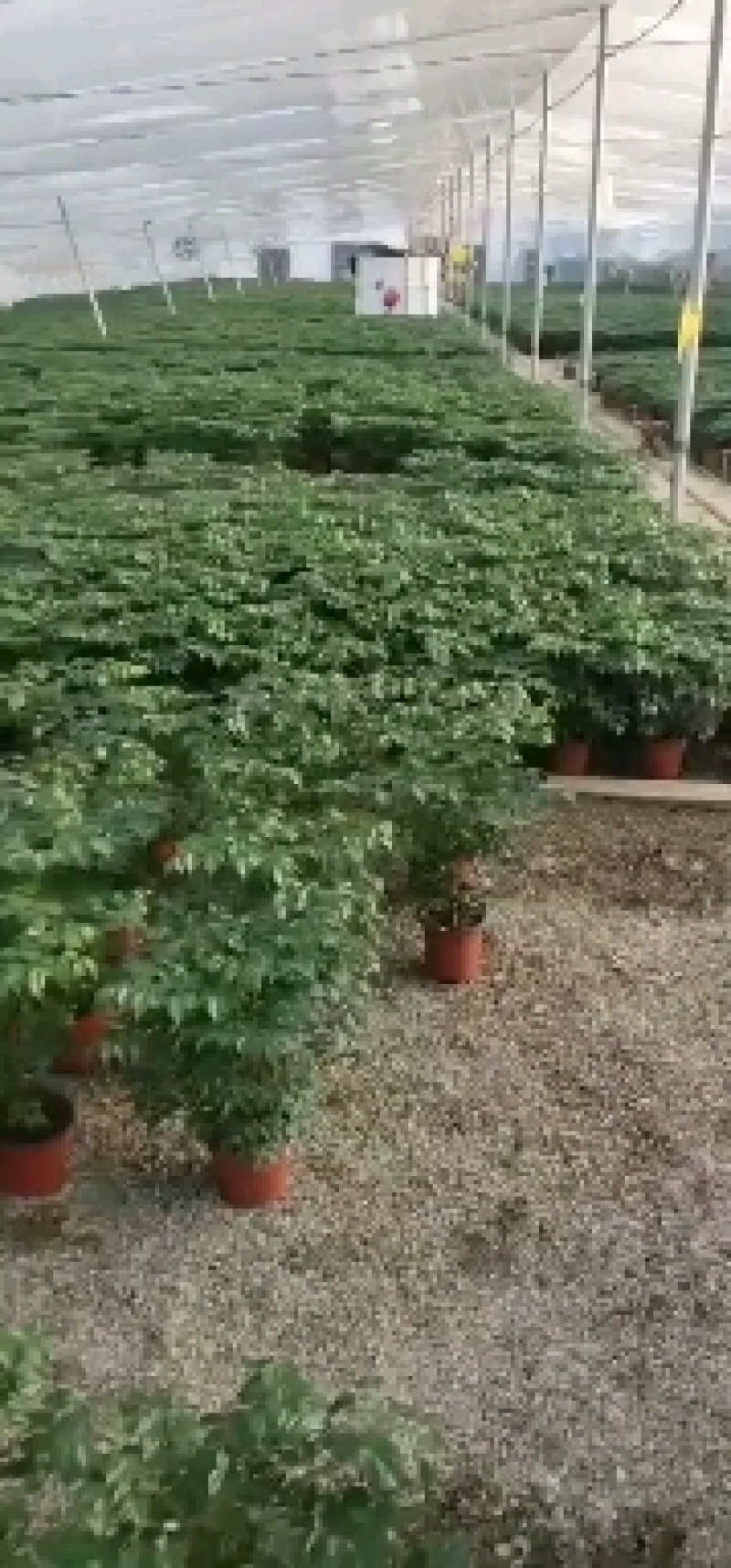 幸福树基地直供季节性供应常年性供应经营多种盆花