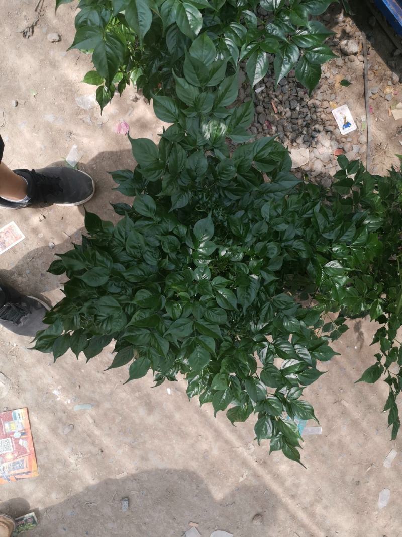 幸福树基地直供季节性供应常年性供应经营多种盆花
