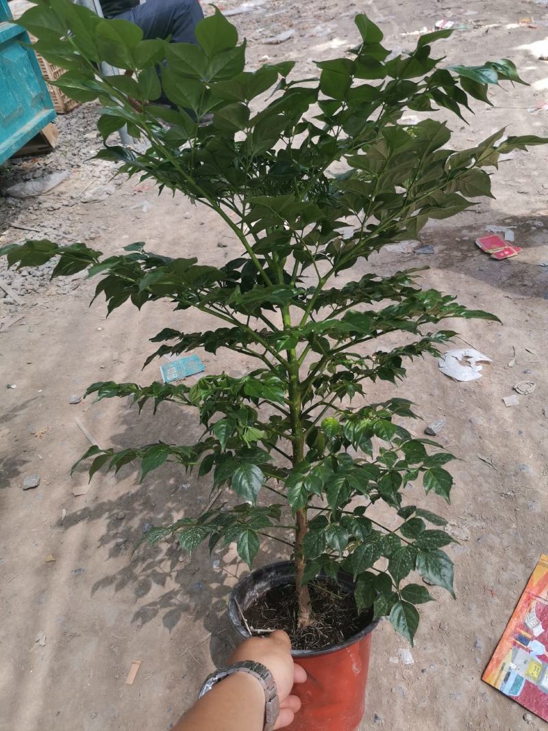 幸福树基地直供季节性供应常年性供应经营多种盆花