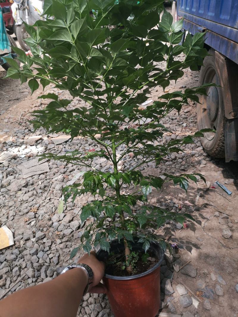 幸福树基地直供季节性供应常年性供应经营多种盆花