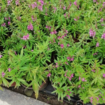 基地出售精品香彩雀，双色杯香彩雀，成都精品香彩雀杯苗
