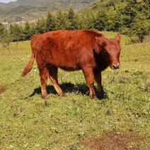 改良二代黄牛，都是吃草吃料的。要的！