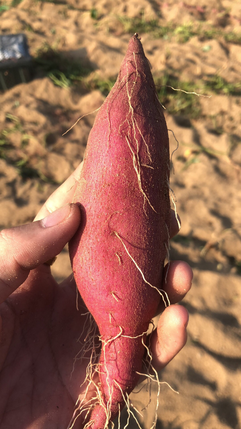 海南澄迈桥头地瓜原种苗板栗薯番薯苗欢迎订购