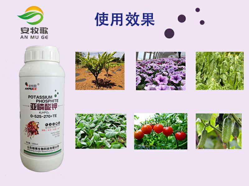 亚磷酸钾叶面肥水溶肥厂家促花控梢溃疡草莓