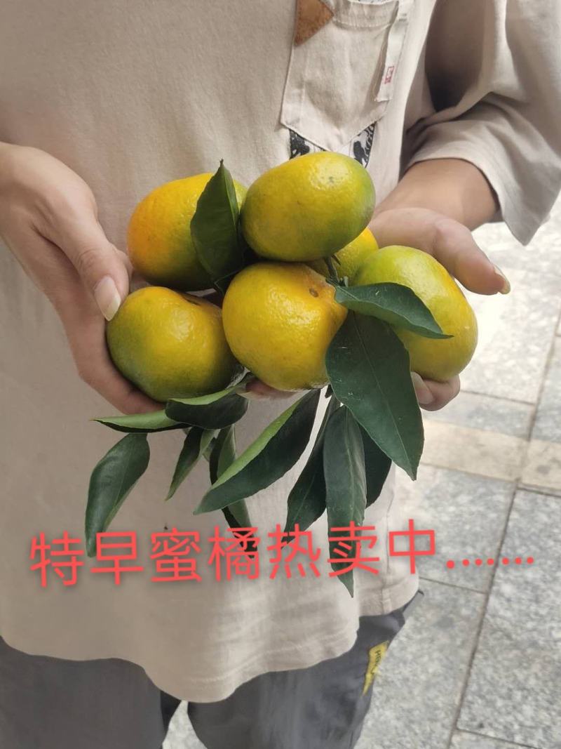广西特早蜜橘甜度高可视频看货供电商市场商超欢迎电话订购