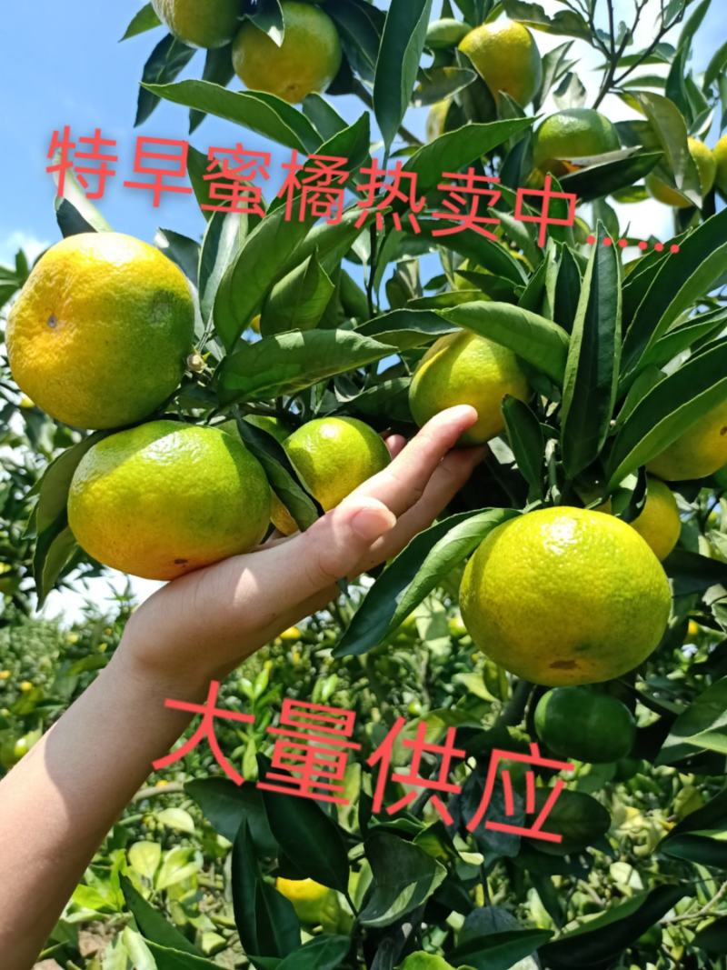 广西特早蜜橘甜度高可视频看货供电商市场商超欢迎电话订购