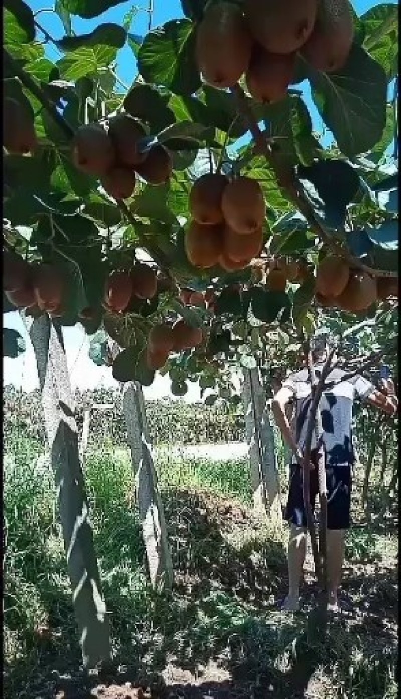 陕西宝鸡眉县徐香猕猴桃质量上乘