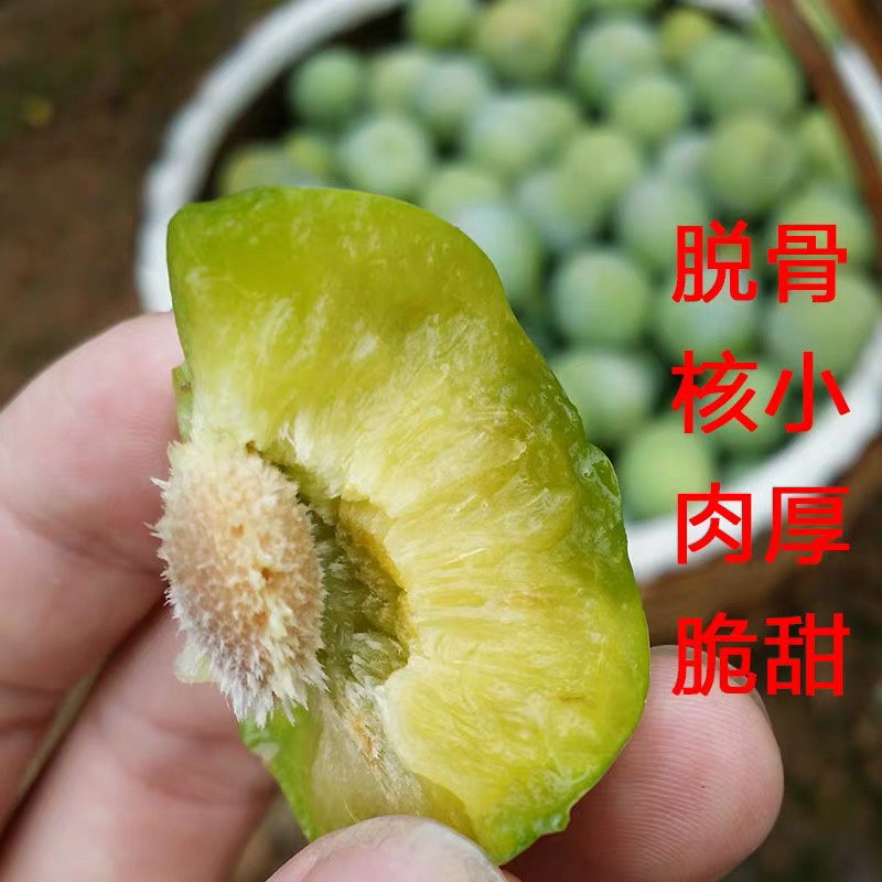 青脆李李子嫁接苗保证品种现挖现卖包成活包结果