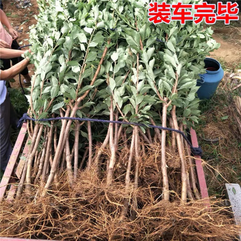 青脆李李子嫁接苗保证品种现挖现卖包成活包结果