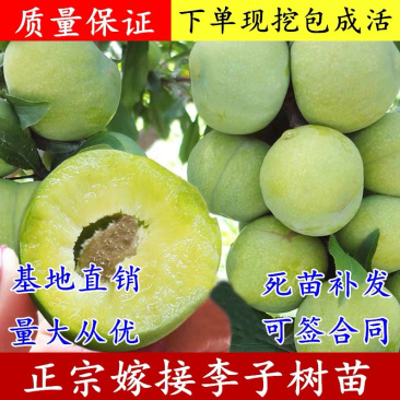 青脆李李子嫁接苗保证品种现挖现卖包成活包结果