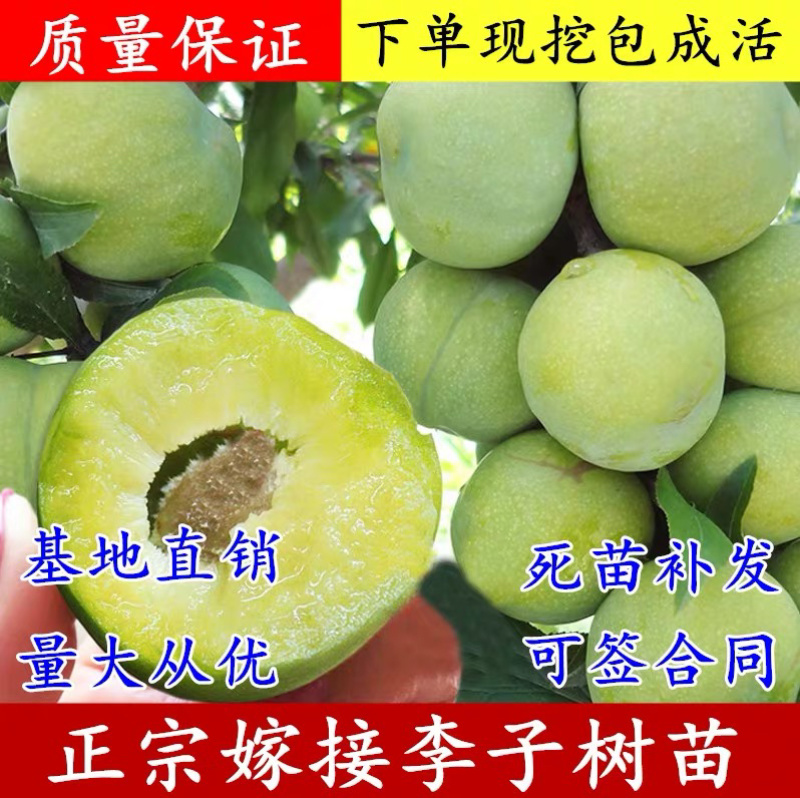 青脆李李子嫁接苗保证品种现挖现卖包成活包结果