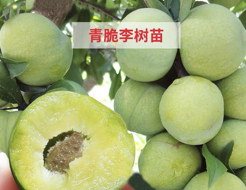 青脆李李子嫁接苗保证品种现挖现卖包成活包结果
