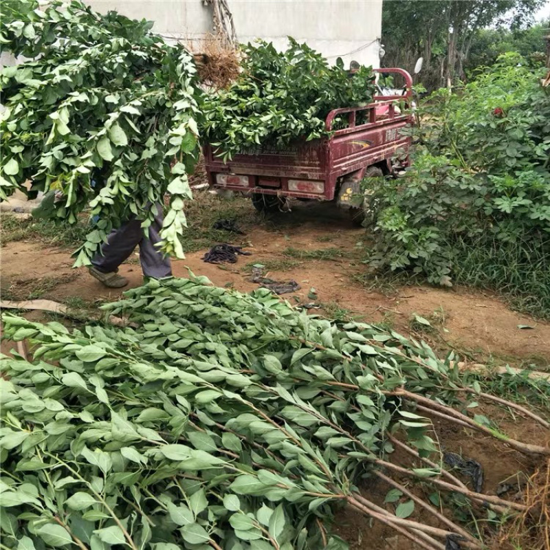 青脆李李子嫁接苗保证品种现挖现卖包成活包结果