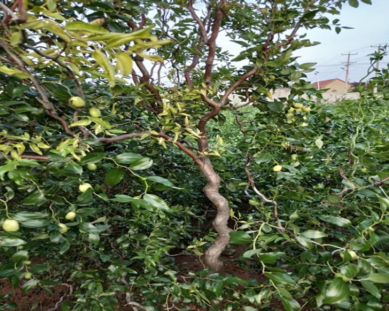 龙须枣枣树苗造型完美基地直销可视频看货
