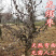 龙须枣枣树苗造型完美基地直销可视频看货