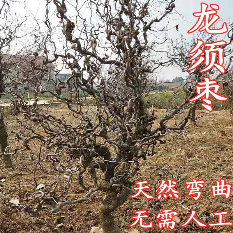 龙须枣枣树苗造型完美基地直销可视频看货