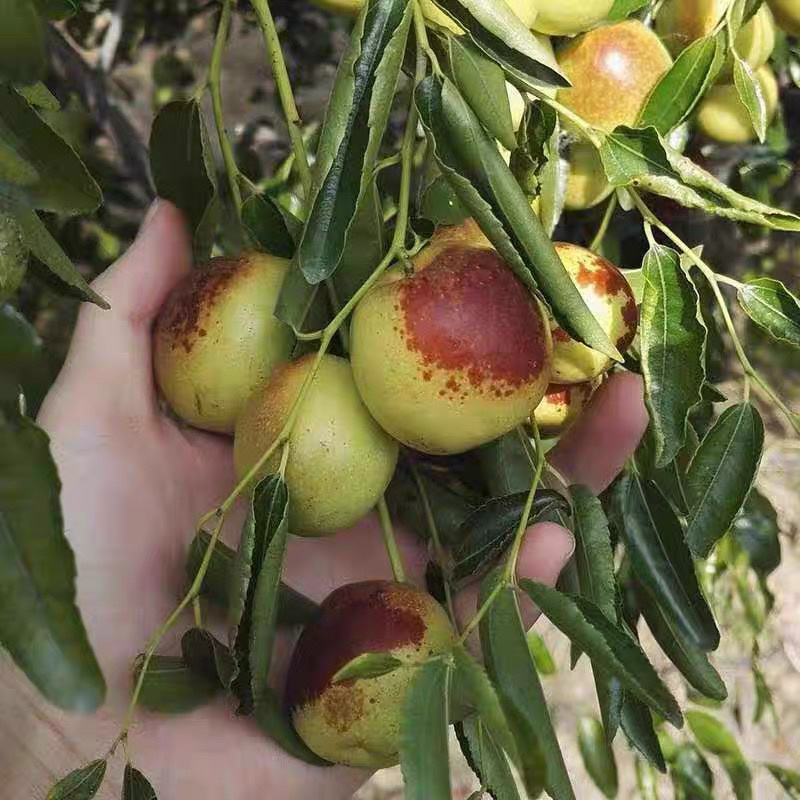 龙须枣枣树苗造型完美基地直销可视频看货