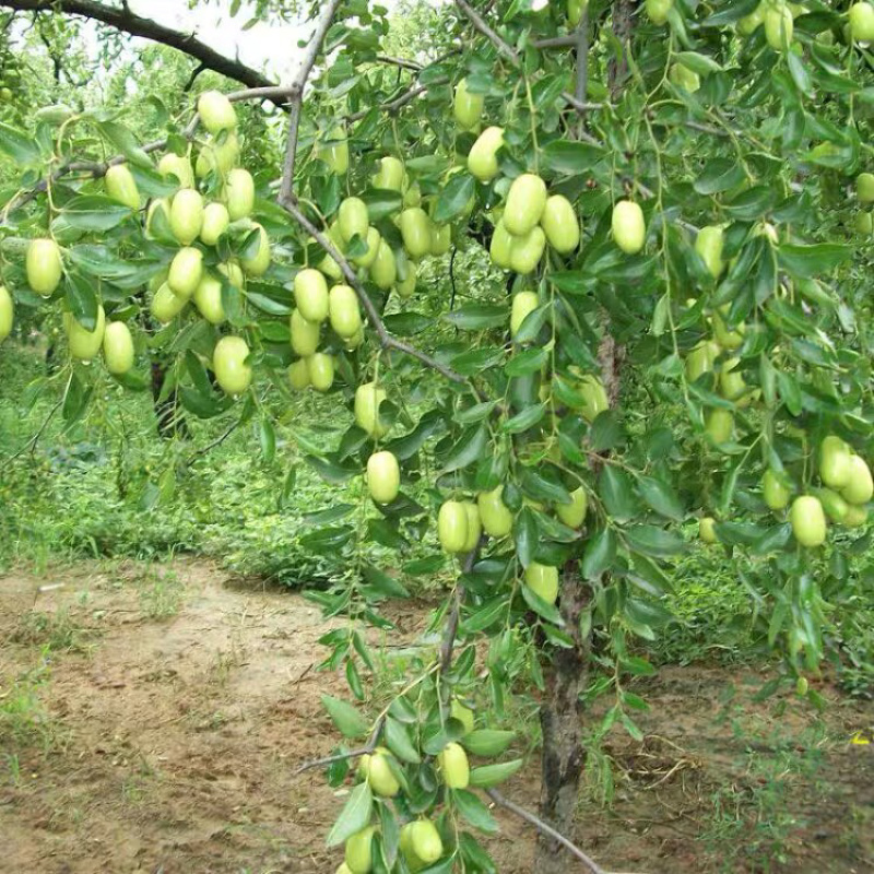 龙须枣枣树苗造型完美基地直销可视频看货