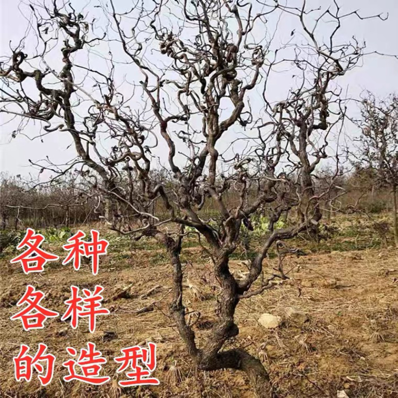 龙须枣枣树苗造型完美基地直销可视频看货