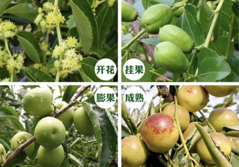 龙须枣枣树苗造型完美基地直销可视频看货