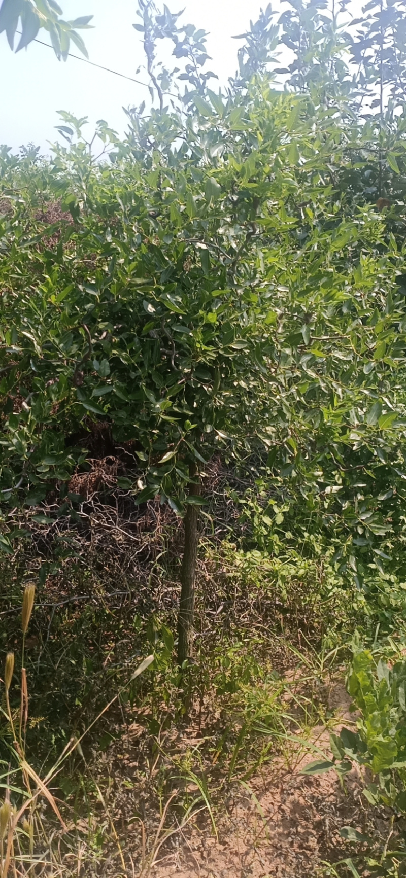 龙须枣枣树苗造型完美基地直销可视频看货