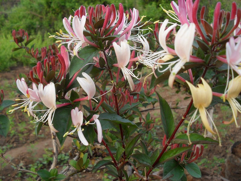 四季金银花苗自己苗圃品种齐全量大从优现挖现卖