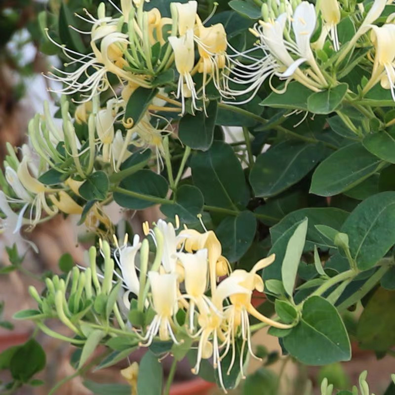 四季金银花苗自己苗圃品种齐全量大从优现挖现卖