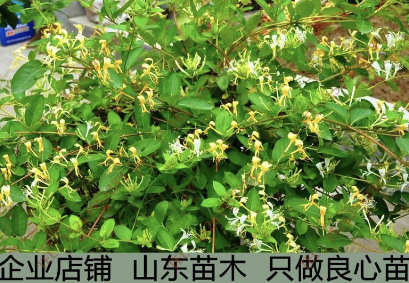 四季金银花苗自己苗圃品种齐全量大从优现挖现卖