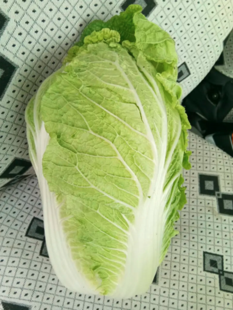 河北产地直发黄心菜白菜，北京三号菜，质优价廉