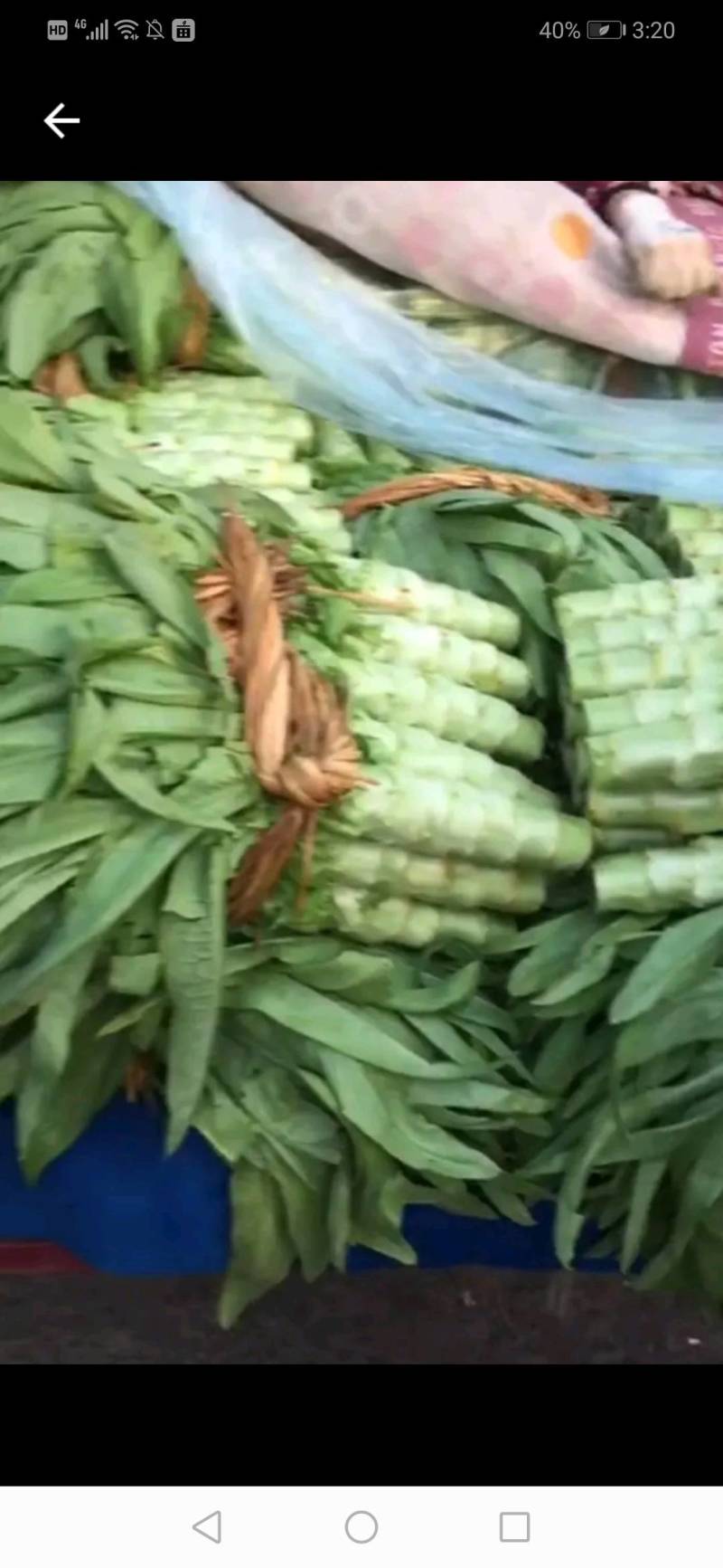 蔬菜青皮青肉，红叶莴笋莴笋