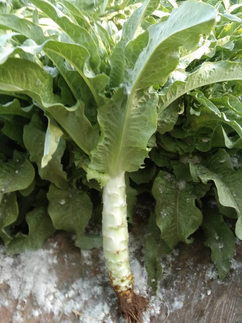 蔬菜青皮青肉，红叶莴笋莴笋