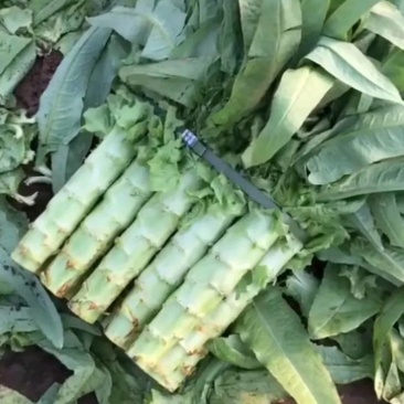 蔬菜青皮青肉，红叶莴笋莴笋