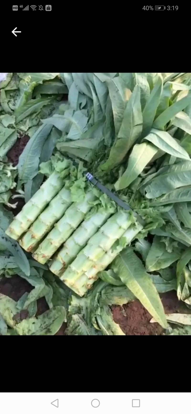 蔬菜青皮青肉，红叶莴笋莴笋