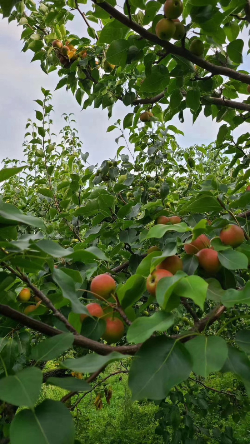 南果梨，口感香甜可口，销量高，果好，大量有货，期待合作