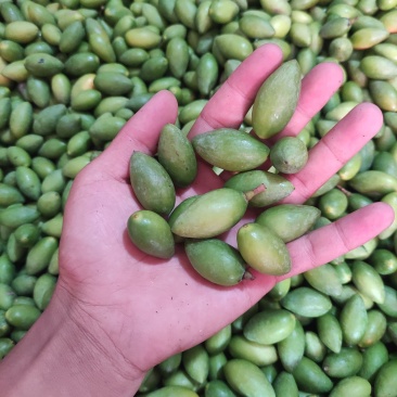 福建2号，精品特甜橄榄，甜橄榄香橄榄，各种各样橄榄批发