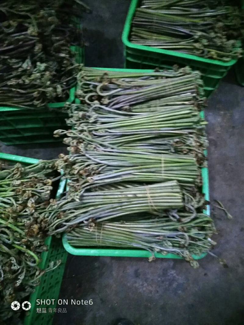 蕨菜，龙爪菜，高海拔蕨菜，高山蕨菜。蕨菜现采现发