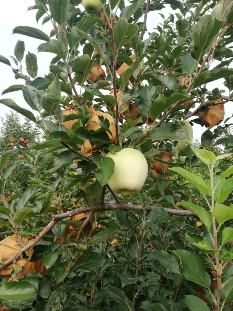 【苹果】辽宁黄元帅苹果大量供应皮薄多汁品质保证