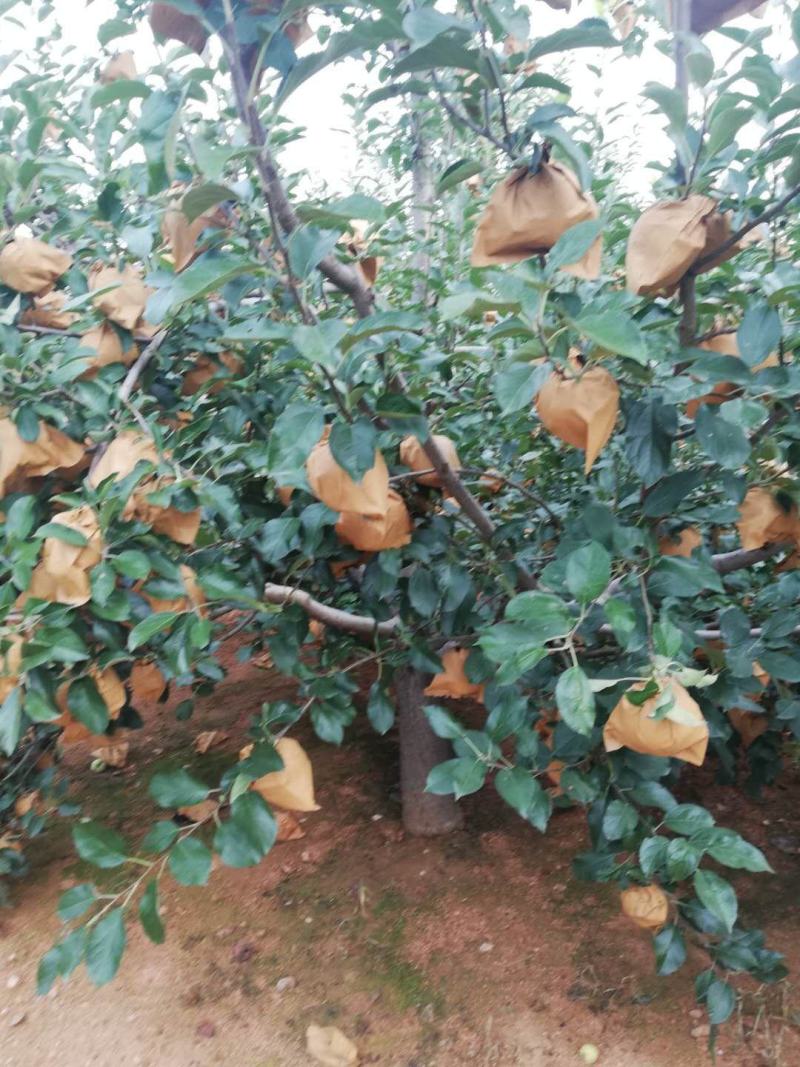 【苹果】辽宁黄元帅苹果大量供应皮薄多汁品质保证