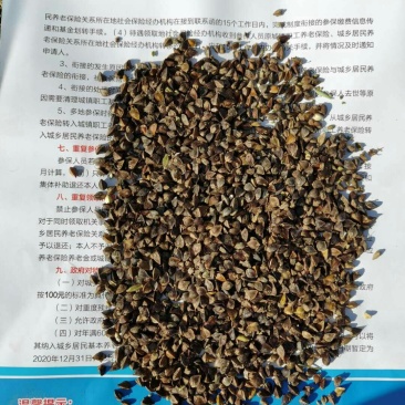 荞麦