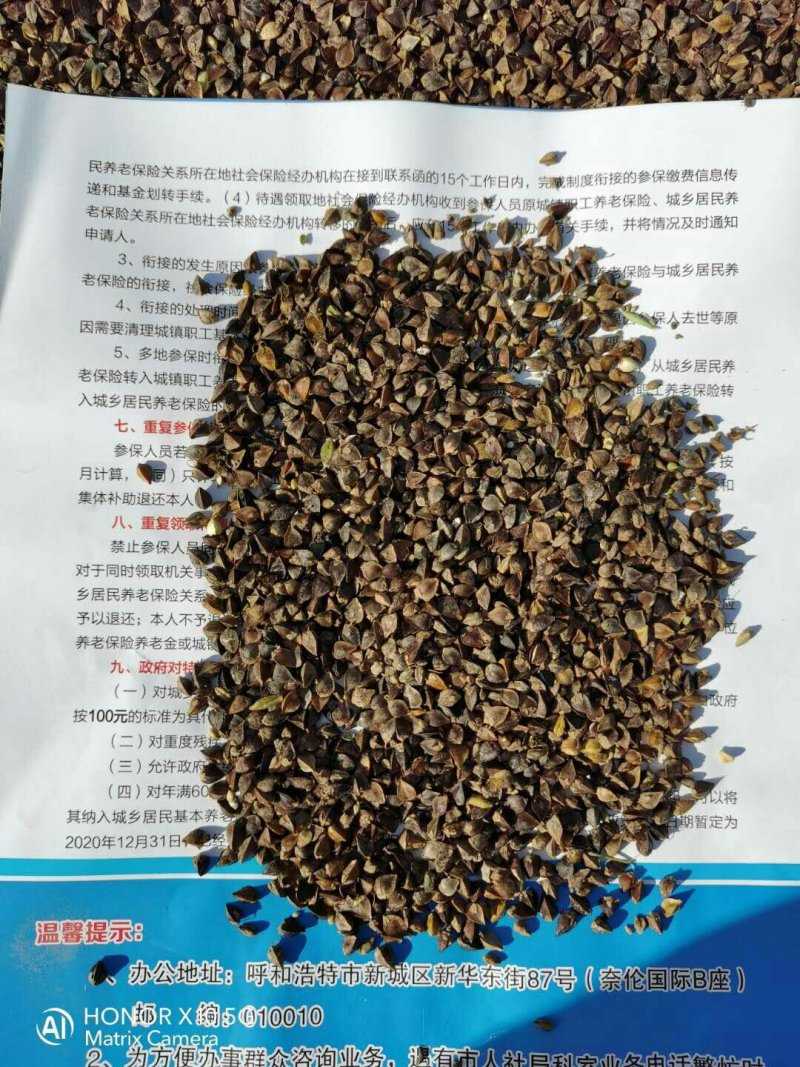 荞麦