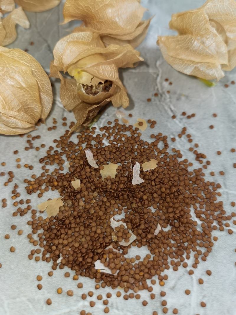 假酸浆种子解暑必备冰粉籽粒粒精选颗颗饱满欢迎选购！